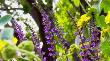 Different purple, lilac, yellow wildflowers waving in the wind in a botanical garden or park in spring, summer day. Slow motion macro video of various beautiful flowers outdoors. Plants and grasses.