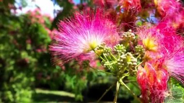 Albizia julibrissin 'in çiçek açan ağaç dalı, İran ipeği ağacı - Asya' ya özgü Fabaceae familyası. Çin akasyası pembe çiçek açan kabarık çiçekli makro fotoğraf bahar botanik bahçesi bahçesinde.