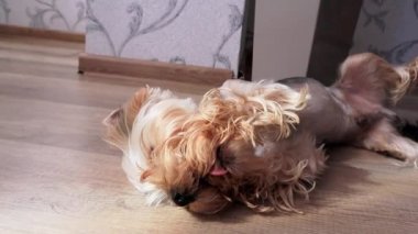 Sırtüstü uzanmış patilerini çiğneyen tüylü bir Yorkshire Terrier köpeğinin yavaş çekim videosu. Köpek yavrusu, köpek yavrusu evde kendi kendine oynuyor. İçeride şirin köpek dişi var. Neşeli bir hayvan.
