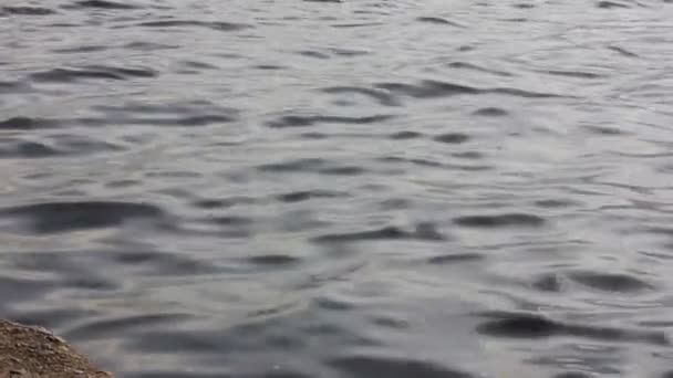 Quiet Waves Surface Fresh Water Leaking Distance Pond Grey Water — Stockvideo