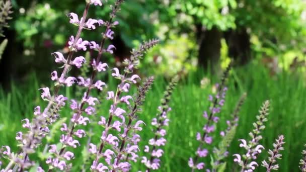 Purple Lilac Wildflowers Waving Wind Botanical Garden Park Forest Woods — Stock video