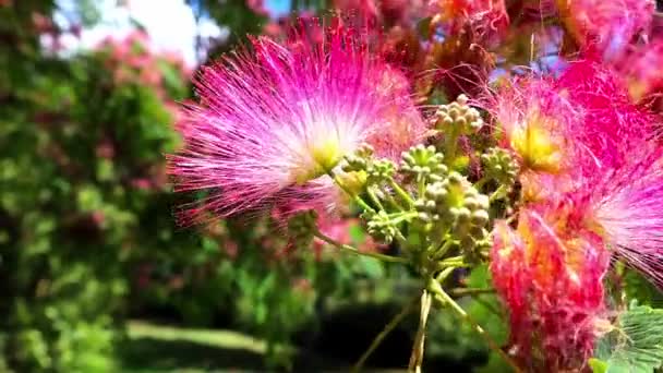 アジア原産のファブシア科フブリシシン属の花木枝です 春の中国のアカシアピンクの花のふわふわの花マクロ写真植物園果樹園 — ストック動画