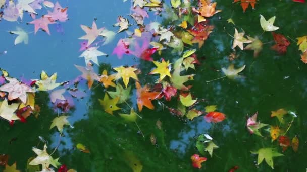 自动池塘Autumnal Pond 五彩缤纷的落叶飘浮在平静的碧水中的水面上 自然之美 公园里的一个湖 对河岸的反思 — 图库视频影像
