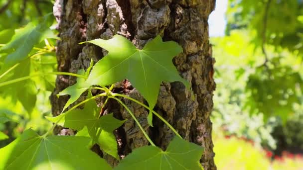 Zielony Klon Odchodzi Wietrze Sok Świeży Liść Liściasty Kora Drzewo — Wideo stockowe