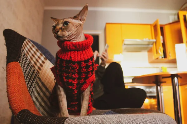 Bald cat in a warm red knitted vintage sweater in retro interior. Canadian Sphynx in pet clothes at cozy home. Space for text. Hairless animal indoors with a human Cat in christmas clothes Cold season