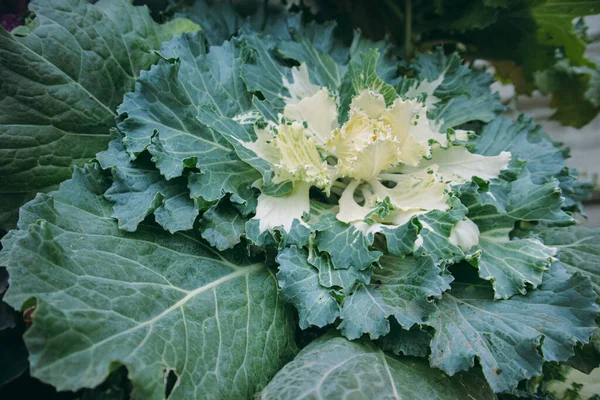 Large green and white decorative cabbage background and texture top view. Flowering plant in a bed in the vegetable garden in the fall. Curly leaves of blooming cabbage used for landscaping and eating