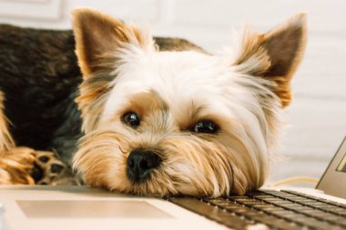 Laptop klavyesinde yatan komik, evcil, kahverengi bir köpek portresi. Yorkshire Terrier köpeği üzgün görünüyor. Evdeki komik hayvan. Şirin köpek hayvan ev ofisinde çalışmaktan yoruldu. Teknoloji konsepti. 