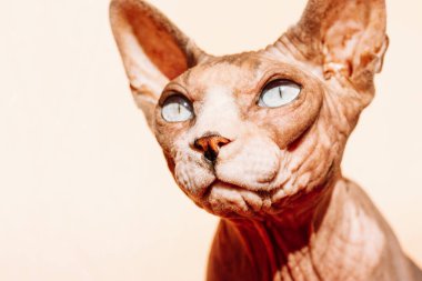 Açık kahverengi arka planda mavi gözlü kel Kanadalı Sphynx. Bir sfenks kedisi uzak bir mesafeye bakıyor. Meraklı hayvan, şaşırmış bir ifadeyle avlanıyor. Kılsız hayvan ağızlık portresi.