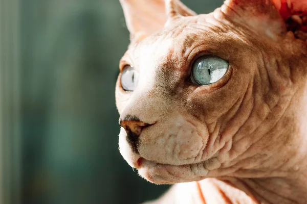 stock image Beautiful gray bald Canadian Sphynx with blue eyes. A sphinx cat is looking into a distance. Curious pet is hunting or dreaming with a surprised expression. Hairless animal muzzle portrait. Copy space