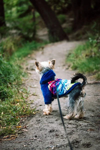 Yorkshire Terrier Kék Kabátos Pulóverben Kisétál Egy Parkba Erdőbe Erdei — Stock Fotó