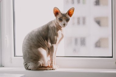 Pencerenin pervazında oturan kel, meraklı bir Kanada Sphynx 'i. Kameraya bakan bir sfenks kedisi. Evde oturan sakin bir evcil hayvan. Kopya alanı olan tüysüz kedi evcil hayvan portresi. 