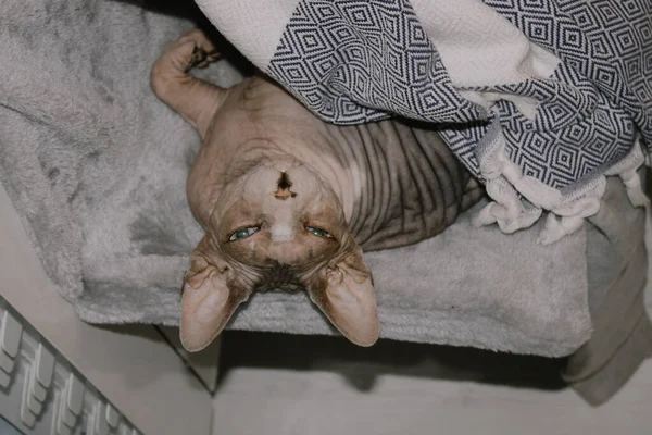 Die Kahle Kanadische Sphynx Katze Schläft Bequem Einer Hängematte Auf — Stockfoto