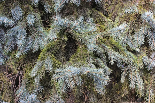 Achtergrond Textuur Van Dennentakken Spiky Naalden Van Een Naaldboom Nieuwjaar — Stockfoto