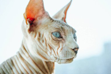 Güzel, gri, kel, mavi gözlü Kanadalı Sphynx. Bir sfenks kedisi uzak bir mesafeye bakıyor. Meraklı hayvan, şaşırmış bir ifadeyle avlanmak ya da rüya görmektir. Kılsız hayvan ağızlık portresi. Boşluğu kopyala