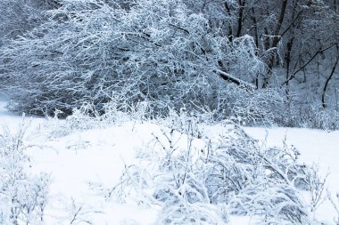 Kar fırtınası sonrası kış parkı ormanları. Kış manzarası. Aralık ve Ocak aylarının güzel doğası. Doğa arka planı, masaüstü duvar kağıdı. Ağaçların dallarında, çalılarda buz var. Karlı bir gün