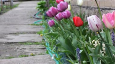 Şehir parkında güzel bahar pembe laleleri