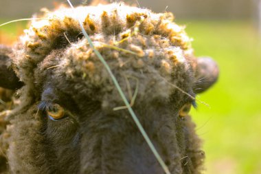 Evdeki çiftlik otlağında sarı gözlü komik kıvırcık kahverengi koyunun portresi. Üzgün bir koyun güneşli bir günde dışarıda otluyor. Hayvanlar çiftçilik yapıyor. Çiftlik hayvanları, sığır yetiştiriciliği, tarım kavramı.