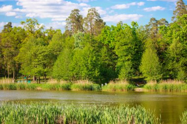 Güzel bir göl, parkta bir orman göleti. Güneşli bir günde, bir ormanda yaz manzarası. Mavi gökyüzüne karşı taze yeşil ağaçlar, sahilde uzun sazlıklar. Manzara manzarası. İlkbaharda orman gölü ağaçları. 