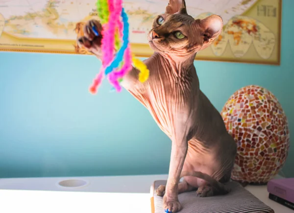 stock image Bald brown grey Canadian Sphynx cat active playing with a colorful bright pet toy. Domestic animal at home. Playful hairless feline pet indoors. Playful sphinx cat plays wallpaper. Animals breed.