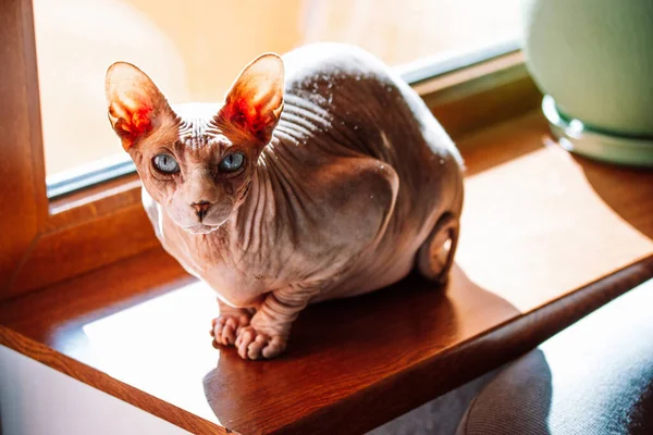 Canadian sphynx cat with big ears is sitting on a wooden windowsill and looking straight into the camera. Thick well-fed house sphinx cat, pet. Naked hairless animal indoors is warming on a sun.