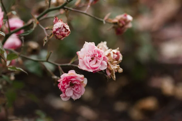 Fading pink roses on a bush in an autumn or winter garden. Dying flowers. Concept of aging, withering away. Fading plant. Flowering, cultivation and care in a rose garden, floriculture outdoors.