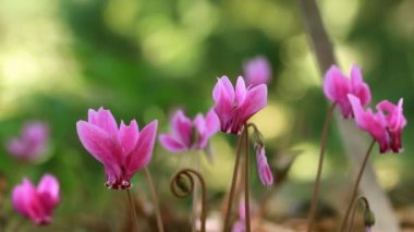 Bahçedeki güzel pembe çiçekler