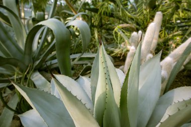 Keskin dikenli dev mavi-yeşil agave yaprakları. Büyüyen çiçekler. Botanik bahçesi. Kuşkonmazın arka plan dokuları. Meksika 'nın egzotik bitkileri farmakolojide, kozmetik ürünlerde kullanılır. Kaktüs sulu