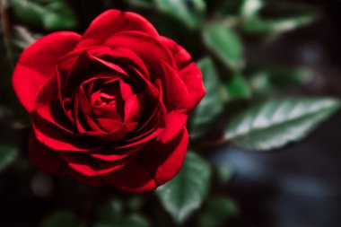 Gökyüzünden yeşil yaprakların arasında güzel kokulu kırmızı gül yaprakları. Botanik bahçesinde, kürsüde çiçek yetiştiriyor. Kozmetik üretimi için büyüyen fabrikalar. Çiçek açan güllerin arka planı. 