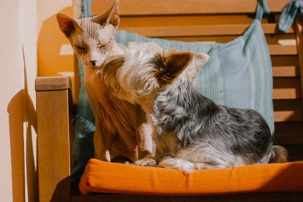 Sphinx Katze Und Kleiner Hund Liegen Nebeneinander Auf Der Couch — Stockfoto