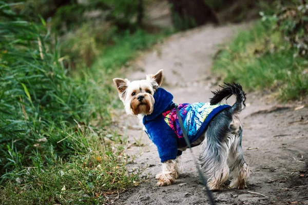 身着蓝色外套的约克郡泰瑞埃在外面的公园里散步 在树林里 在秋天的小径上 狗在皮带上 小狗在散步 宠物狗家养的动物 宠物在寻找某个地方 — 图库照片