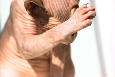 Kanadalı Sphynx kedisi pençesini uzun pembe bir dille yalıyor, gözlerini kapıyor. Komik kedicik yıkıyor. Olağandışı hipoalerjenik kel hayvan portresi. Kedi hijyen prosedürleri. Evdeki sevimli hayvanlar.. 