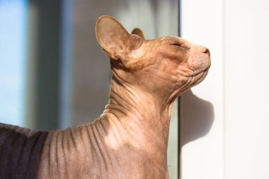 Gri Kanadalı bir Sphynx kedisi gün ışığında güneşleniyor. Güneşin altında güneşlenmek güneş ışınlarına maruz kalmaktır. Evcil hayvan, evcil hayvan. Çıplak kel sfenks kedicik, kedicik rahatlıyor, sakince uyuyor..