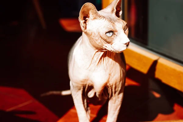 Bald Canadian Sphynx cat in a shadow. A sphinx cat looking into a distance. Curious pet is hunting looking with surprised expression somewhere. Hairless animal muzzle portrait. Domestic feline pet.
