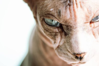 Kel Kanadalı Sphynx kedi portresi. Kedili arka plan duvar kâğıdı, kedicik, evcil hayvan. Ciddi bir yüz ifadesi olan tüysüz sfenks kedisi. Veterinerlik konsepti. Hayvanların bakımı.