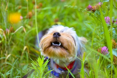 Yazın, ilkbaharda, çiçek açan bir çayırda, ağzı açık çimleri çiğneyen komik bir Yorkshire teriyeri köpeği. Sarı ve pembe çiçeklerin arasında doğal bir manzara üzerinde komik tüylü köpek yavrusu. Şirin köpek, evcil köpek.