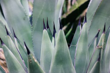 Agave fernandi regis. Lezzetli, uzun, pürüzsüz yaprakları ve ucunda uzun, keskin siyah dikenleri olan kaktüs bitkisi. Meksika 'da tehlikeli bir çöl bitkisi yetişiyor. Agave çiftliği. Tekila yaprakları yakın.. 