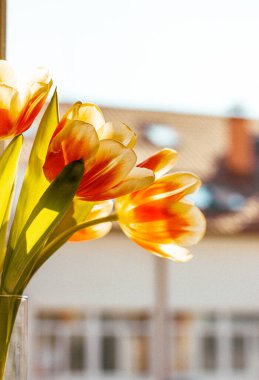 Cam vazodaki turuncu beyaz lale buketi modern bir apartmanın pencere pervazında duruyor. Evdeki rahat atmosfer. Bahar çiçekleri açıyor..