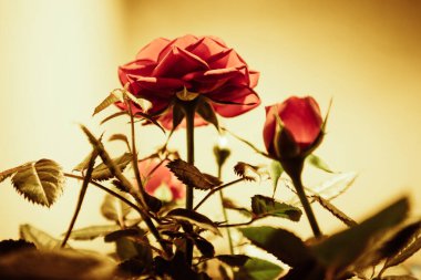 Gökyüzünden yeşil yaprakların arasında güzel kokulu kırmızı gül yaprakları. Botanik bahçesinde, kürsüde çiçek yetiştiriyor. Kozmetik üretimi için büyüyen fabrikalar. Çiçek açan güllerin arka planı. 