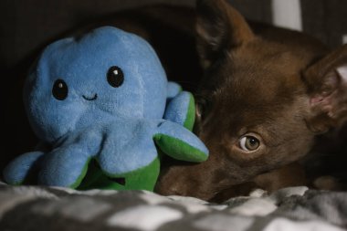 Podenko ibitsenko, ibisan tazısı, ibizan ve mavi oyuncak ahtapot. Av cinsi. Zeki gözlü kahverengi köpek yavrusu portresi. Köpekli melezler. Evcil hayvan. Terk edilmiş hayvanların korunması. 