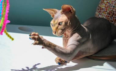 Kel kahverengi gri Kanada Sphynx kedisi renkli parlak bir oyuncakla oynuyor. Evcil bir hayvan. İçeride oynak tüysüz kedi yavrusu. Şakacı sfenks kedisi duvar kâğıdı oynar. Hayvanlar ürer..