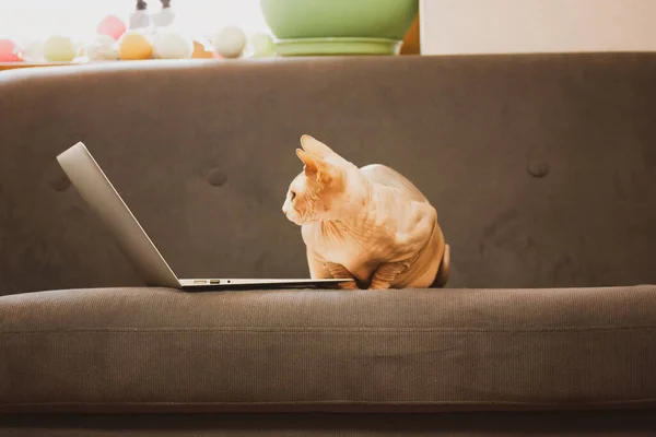 A business bald cat working on laptop sitting on a gray couch. A concept of working remotely from home, domestic animal interaction with technology. Leather cat breed Canadian Sphynx, sphinx feline pet.