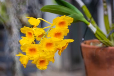 Dendrobium chrysotoxum golden yellow fragrant chrysanthemum buds. Growing exotic flowering plants in a pot in garden, greenhouse, jungle Chrysanthemum in a wild. Dangling flower stalks, inflorescences clipart