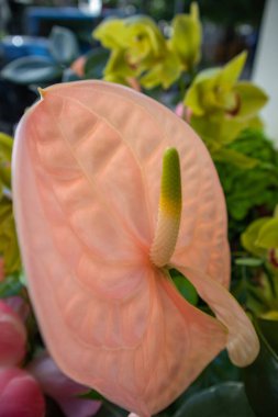Koyu mavi arka planda güzel renkli tropikal çiçekler. Pembe anturyum, kuyruk çiçeği, flamingo çiçeği, laceleaf, şakayık, yeşil yapraklı orkideler. Çiçek kompozisyonu. İnanılmaz çiçek açan duvar kağıtları.
