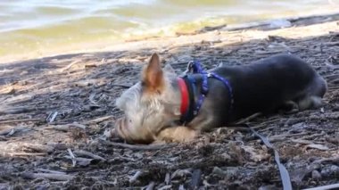 Küçük şirin köpek yavrusu Yorkshire Terrier nehrin kıyısında, gölde, denizde bir sopa çiğniyor. Doğada dinlendikten sonra saçlarını yeni kestirmiş komik bir köpek. Tasmalı evcil hayvanlar.. 