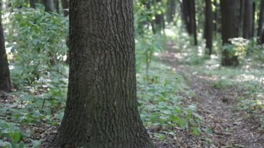 Yaz ormanlarında taze yaprakları olan uzun yeşil ağaçlar güneşli bir günde park ediyorlar. Akçaağaç koruluğu. Kıvrımlı bir patika ufkun ötesine doğru esiyor. Güzel bir manzara, güzel bir yürüyüş yolu. Doğa duvar kâğıdı.