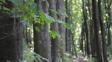 Yaz ormanlarında taze yaprakları olan uzun yeşil ağaçlar güneşli bir günde park ediyorlar. Akçaağaç koruluğu. Kıvrımlı bir patika ufkun ötesine doğru esiyor. Güzel bir manzara, güzel bir yürüyüş yolu. Doğa duvar kâğıdı.