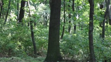Yaz ormanlarında taze yaprakları olan uzun yeşil ağaçlar güneşli bir günde park ediyorlar. Akçaağaç koruluğu. Kıvrımlı bir patika ufkun ötesine doğru esiyor. Güzel bir manzara, güzel bir yürüyüş yolu. Doğa duvar kâğıdı.