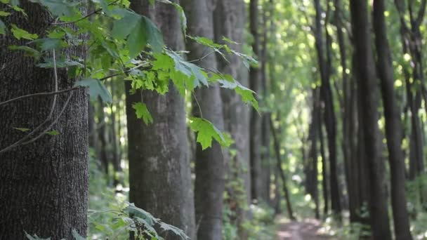 Ψηλά Πράσινα Δέντρα Φρέσκο Φύλλωμα Στο Θερινό Δάσος Πάρκο Την — Αρχείο Βίντεο