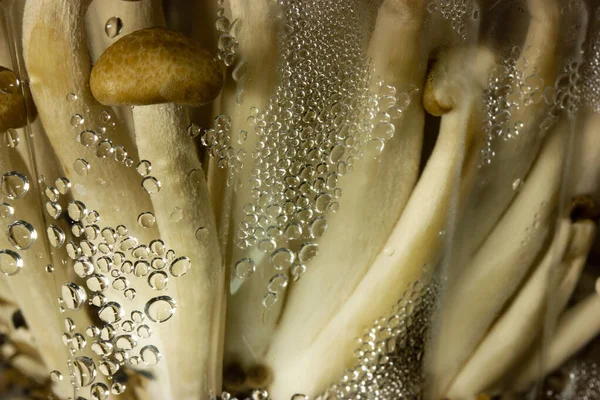 Fresh Raw Brown Shimiji Shimeji Mushrooms Plastic Package Selective Focus — Stock Photo, Image