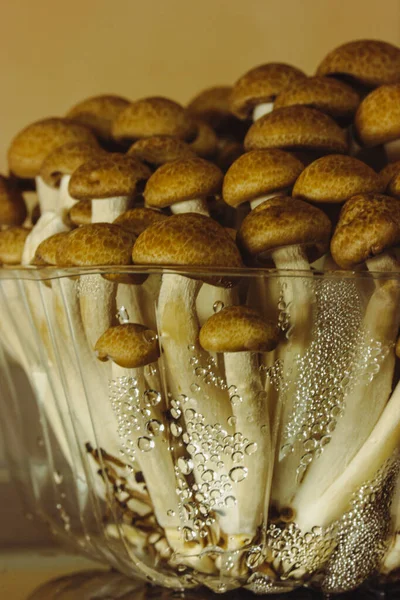 Fresh Raw Brown Shimiji Shimeji Mushrooms Plastic Package Selective Focus — Foto de Stock